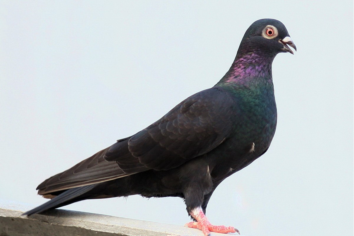 黑葡萄眼铁牛鸽