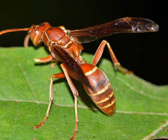 1995),是膜翅目 a target="_blank" href="/item/螯蜂科/2612477"