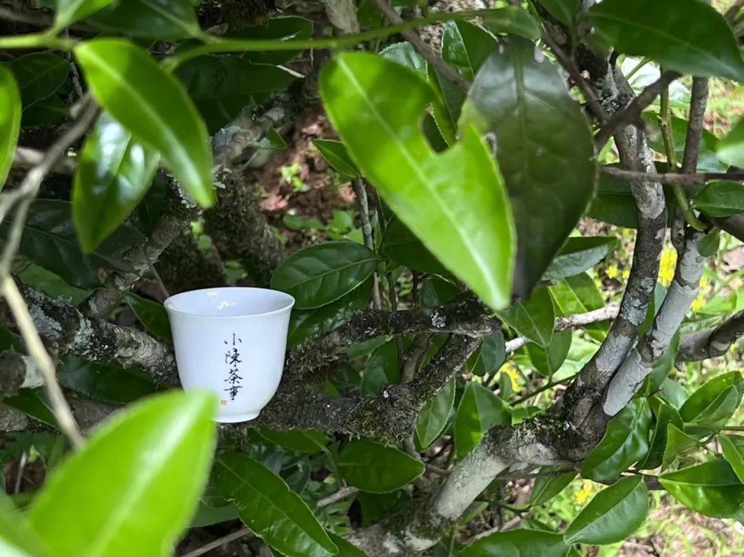 岩茶里，母树大红袍的“母树”是什么意思？它和母本有什么区别？_百科TA说