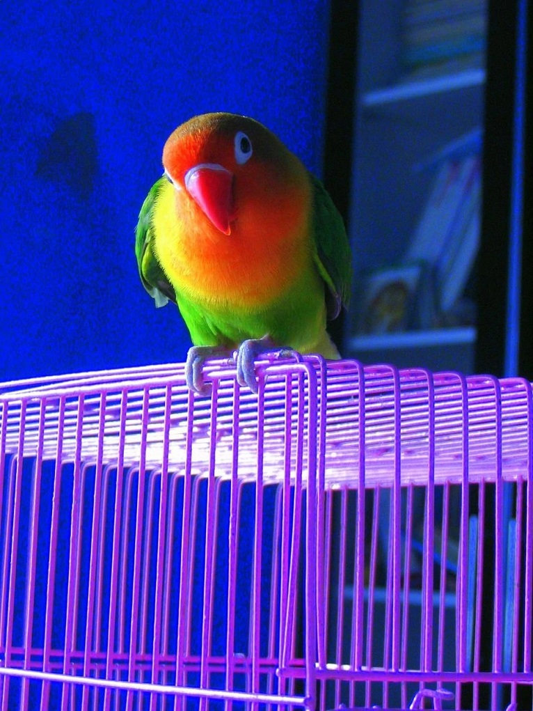 红头亚马逊鹦鹉