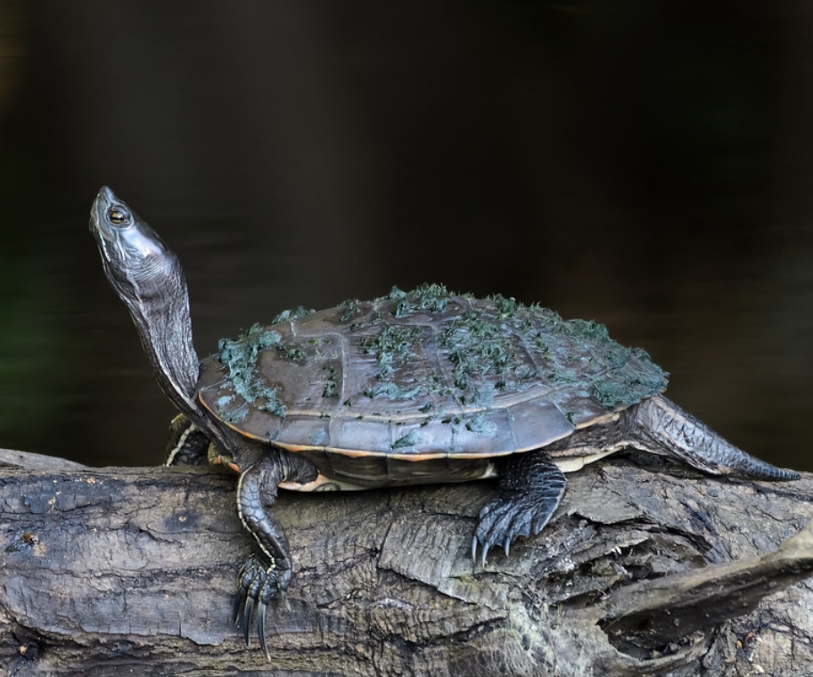 puerto rican slider turtle