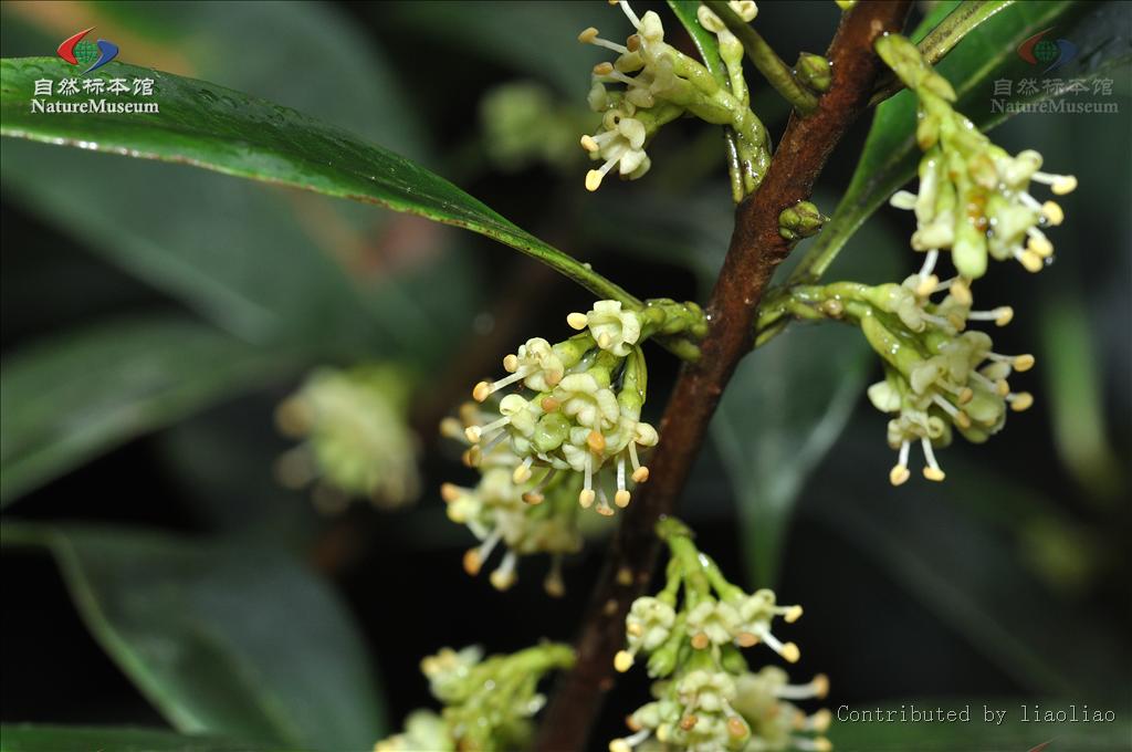 osmanthus marginatus (champ. ex benth.) hemsl. var.