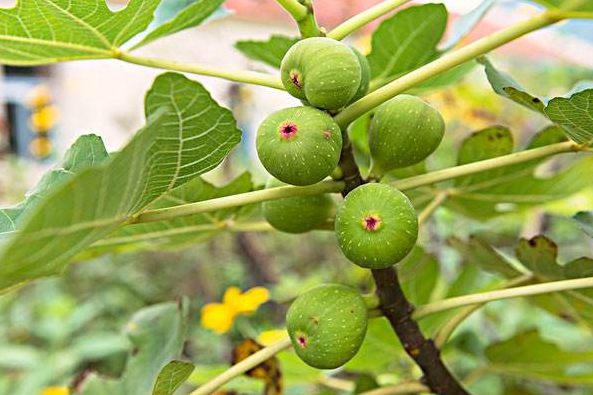  p>无花果(学名: i>ficus carica  /i>linn.)是桑科,榕属植物.