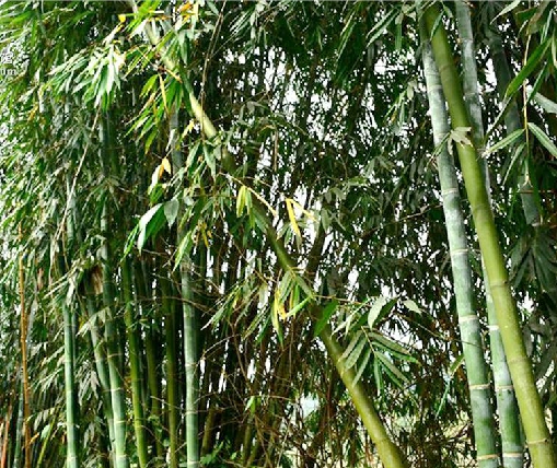 花吊丝竹无性系6号