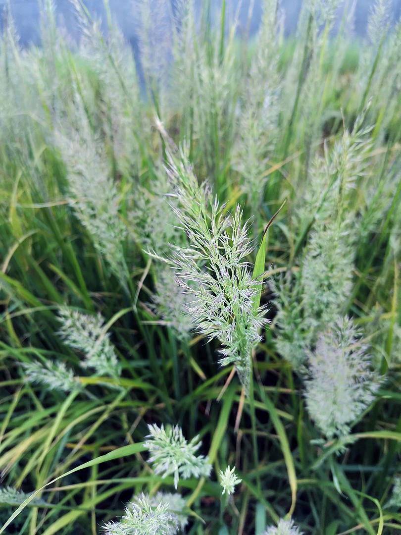  p>拂子茅(学名: i>calamagrostis   epigeios /i>   (l.