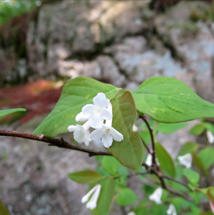 是瑞香科,荛花属 a href="#" data-lemmaid="1520017">灌木 /a>,高