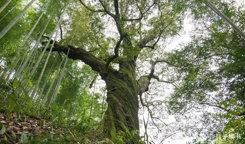 阿城《树王》：人存在的意义是什么？是自己还是对手_百科TA说