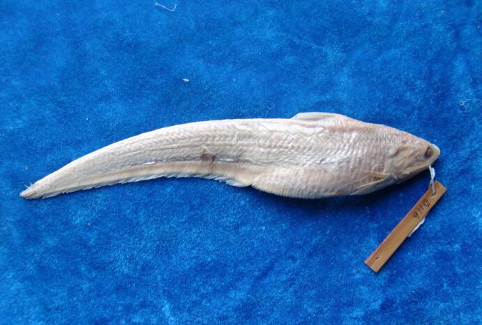  p>凤鲚(学名: i>coilia mystus /i>)是鳀科,鲚属鱼类.