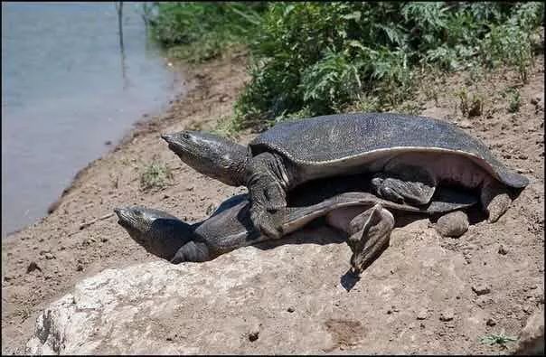 非洲三爪鳖