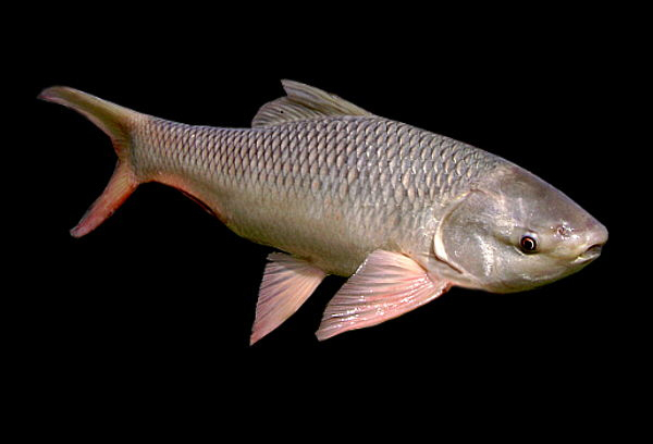  p>露斯塔野鲮(学名: i>labeo rohita /i>)是鲤科,野鲮属鱼类.