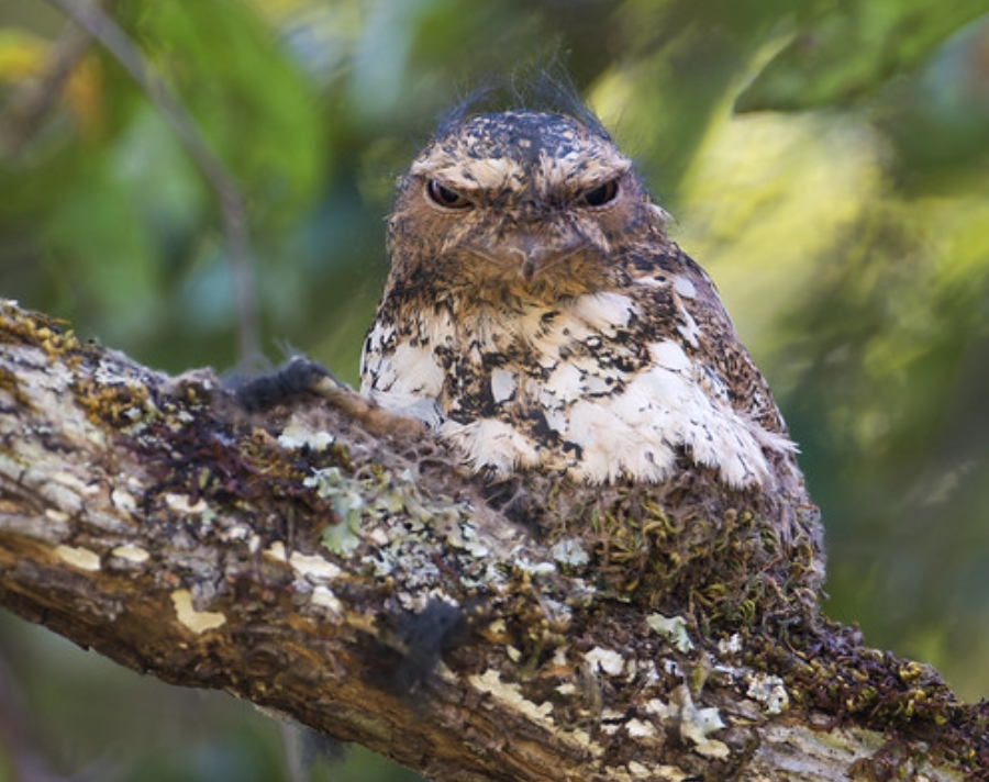  p data-id="gn2wxm5ktn">黑顶蛙口夜鹰(学名: i>batrachostomus