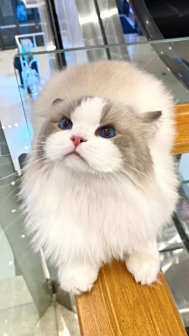布偶猫图片