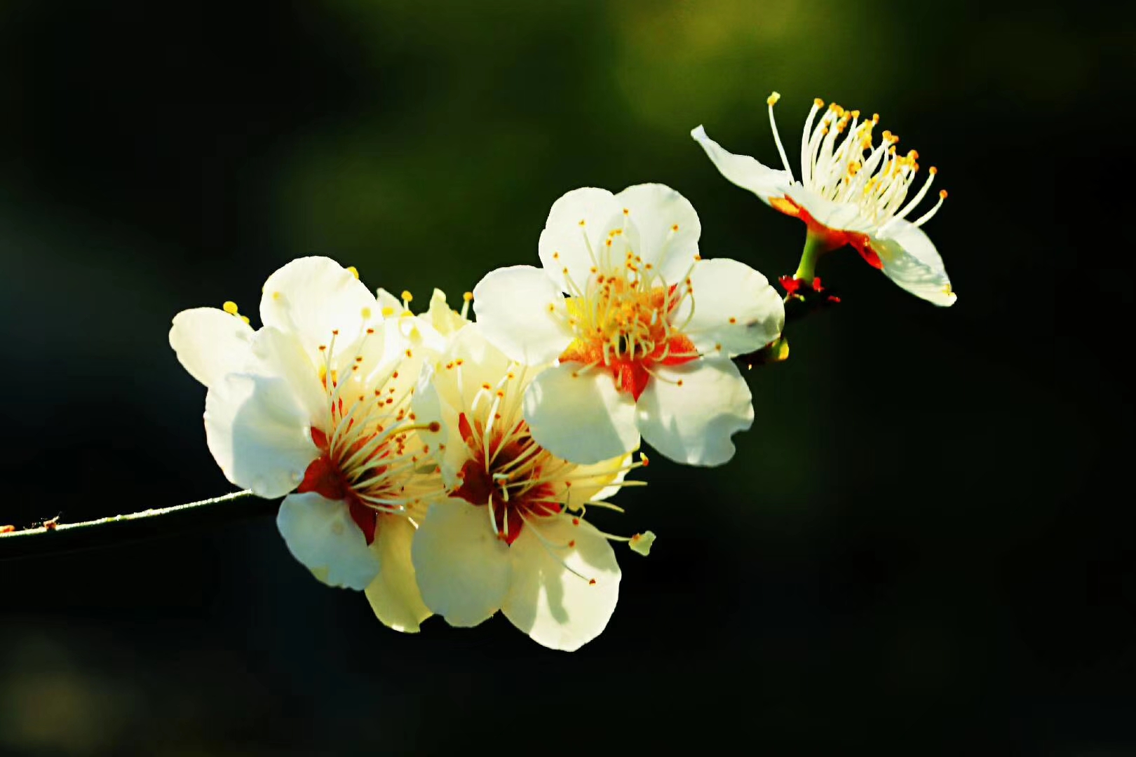 data-id="gnyv4e8zz2">江梅(prunus mume jiang mei)是一种野生梅花