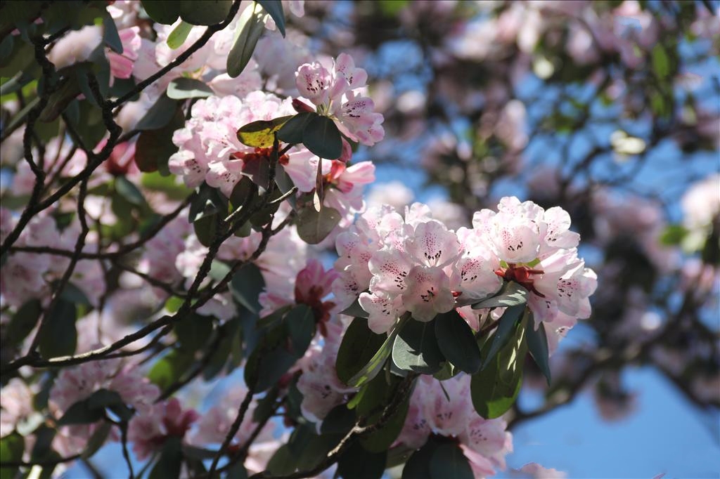  p>灵宝杜鹃(学名: i>rhododendron henanense /i> subsp.
