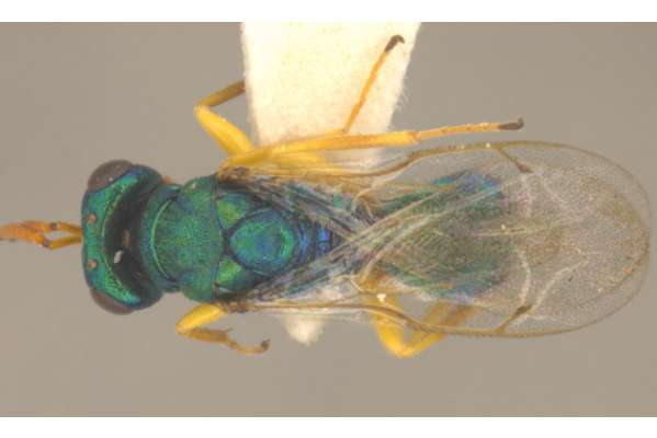  p>芒蝇赘须金小蜂, i>halticoptera atherigona