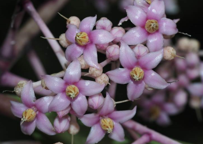  p>矮紫金牛(学名: i>ardisia humilis  /i>vahl)是紫金牛科,紫金牛属