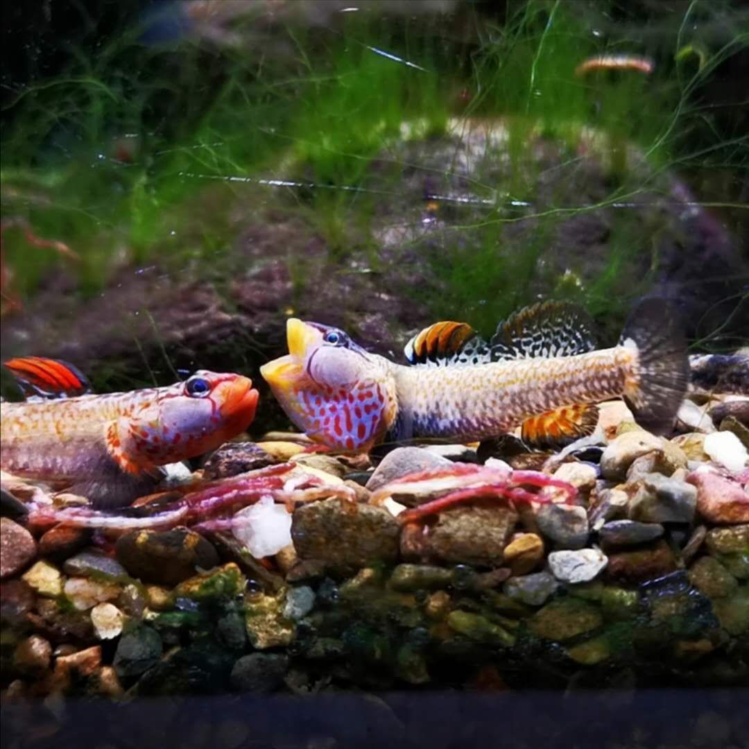 湖南蓝喉黄唇虾虎鱼