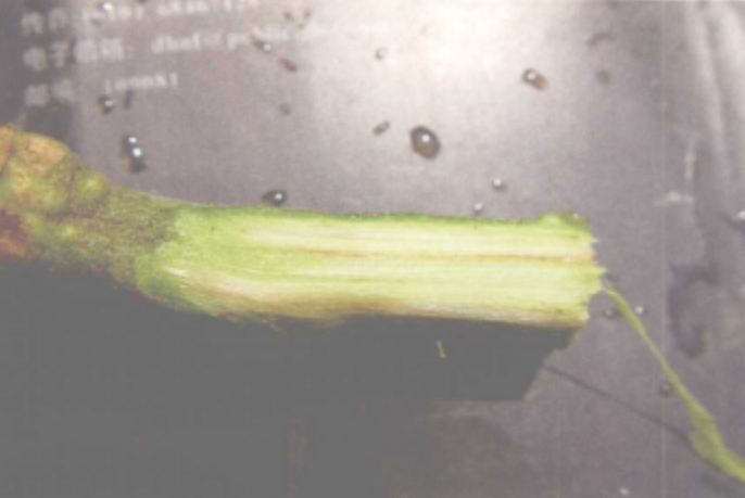 番茄疫霉根腐病