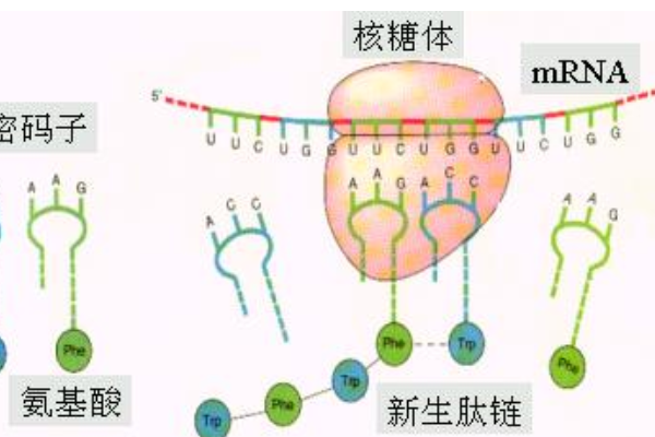  p>核糖体(ribosome),旧称"核糖核蛋白体"或"核蛋白体",普遍被认为是