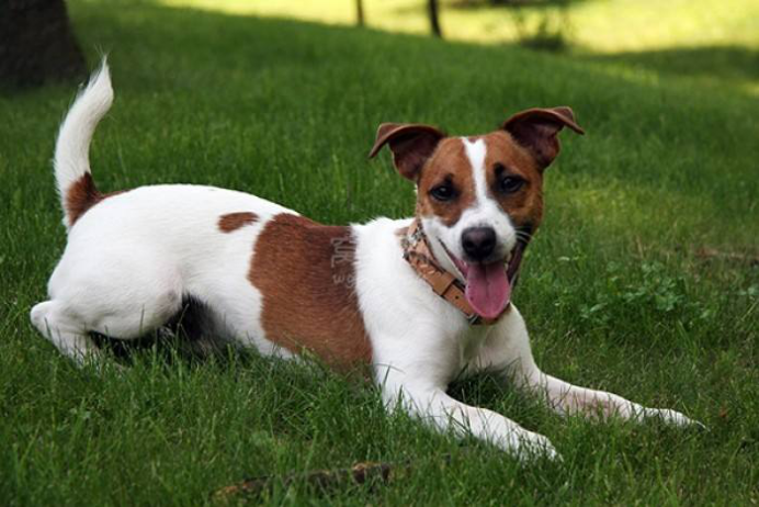 短毛太仓小猎犬：拥有英国血统的本土小猎犬_百科TA说