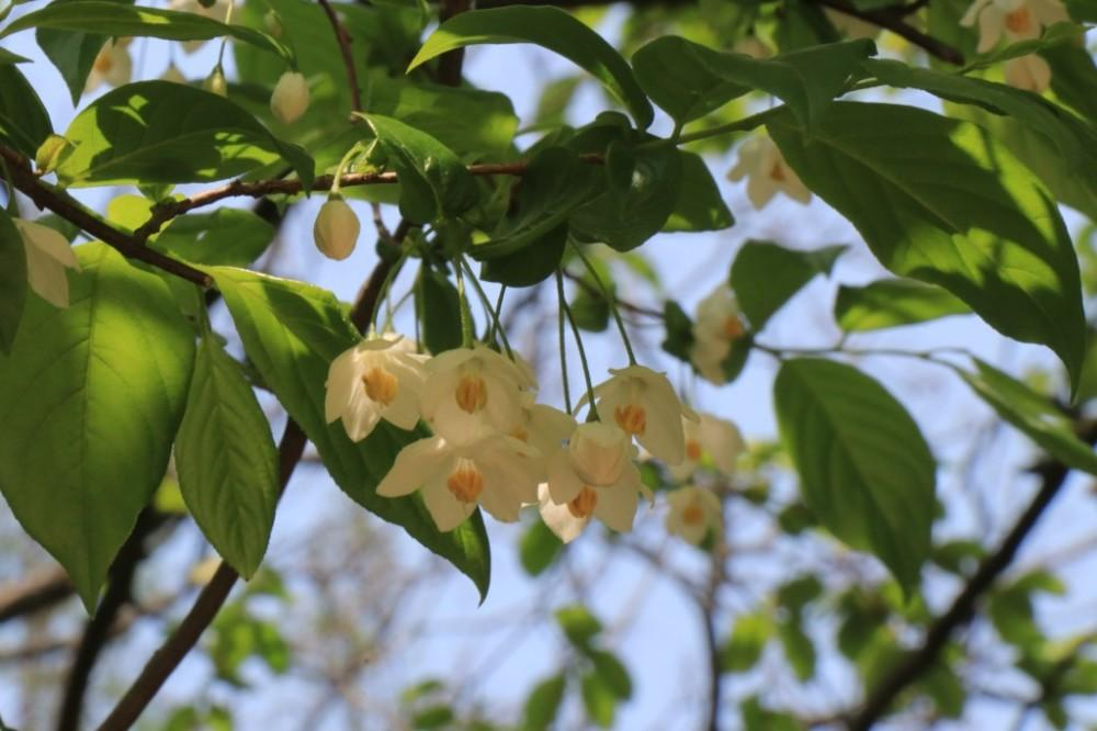 世界上绝无仅有的特色植物——秤锤树_百科TA说