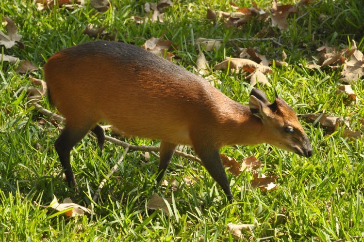  p>红腰小羚羊(学名: i>cephalophus rufilatus /i>):是偶蹄目,牛科