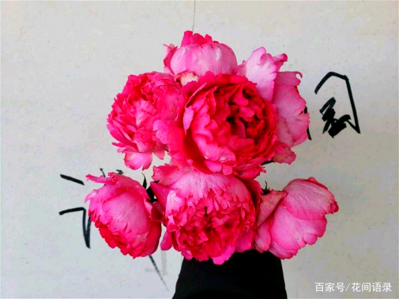 最美最香 的月季 花朵 超大还特香 难怪大家都说值得养 百科ta说