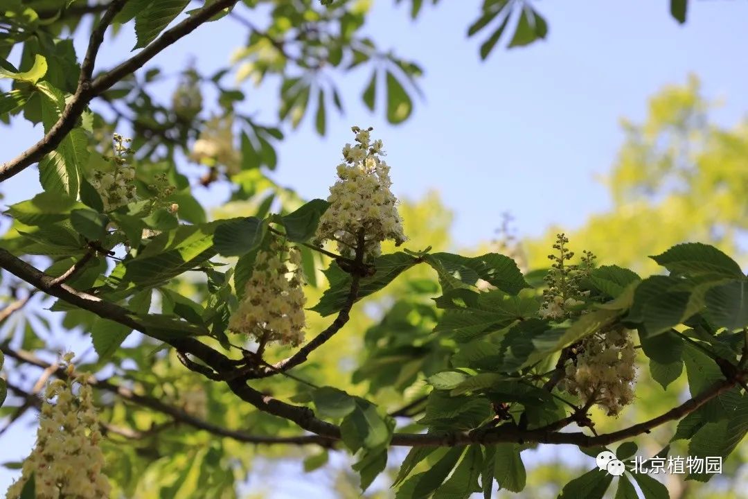 植物“云”科普丨七叶树_百科TA说