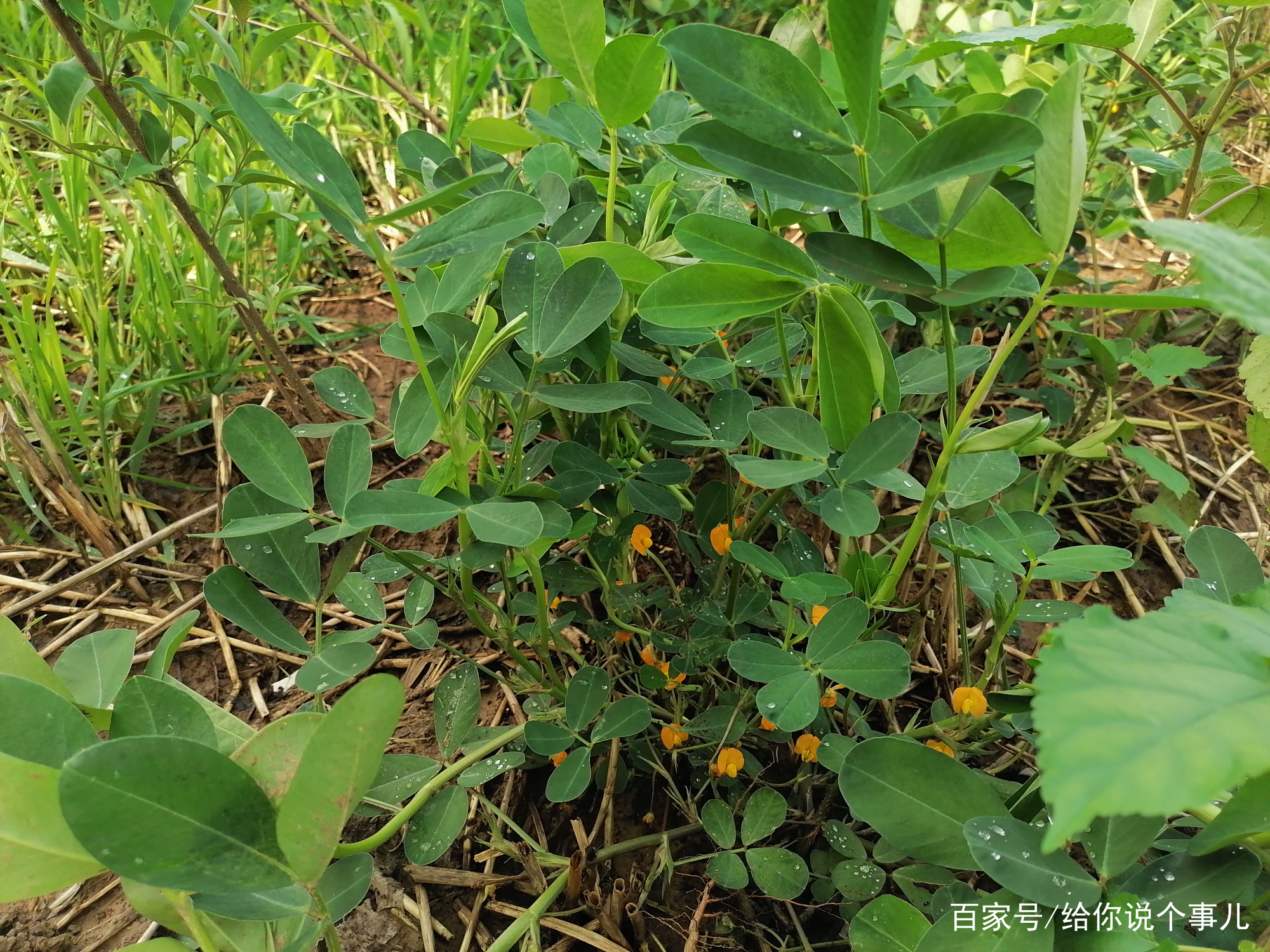 你知道花生开什么花吗，花生为什么还叫“落花生”呢？_百科TA说