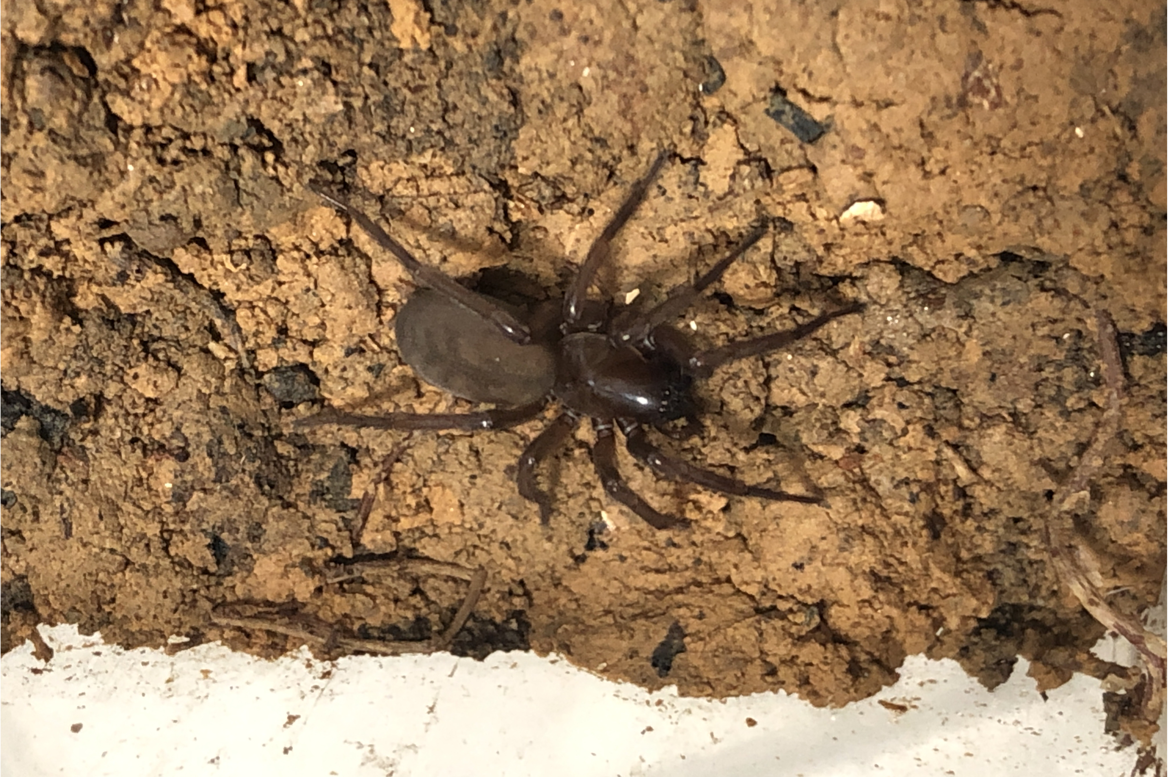  p>龙首隙蛛,为 a target="_blank" href="/item/暗蛛科/17505493"