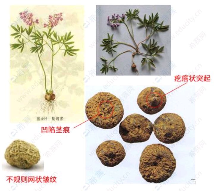 元胡有什么利用价值_百科TA说