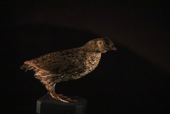  p>新西兰鹌鹑(学名:coturnix novaezelandiae)是雉科鹑属的 a target