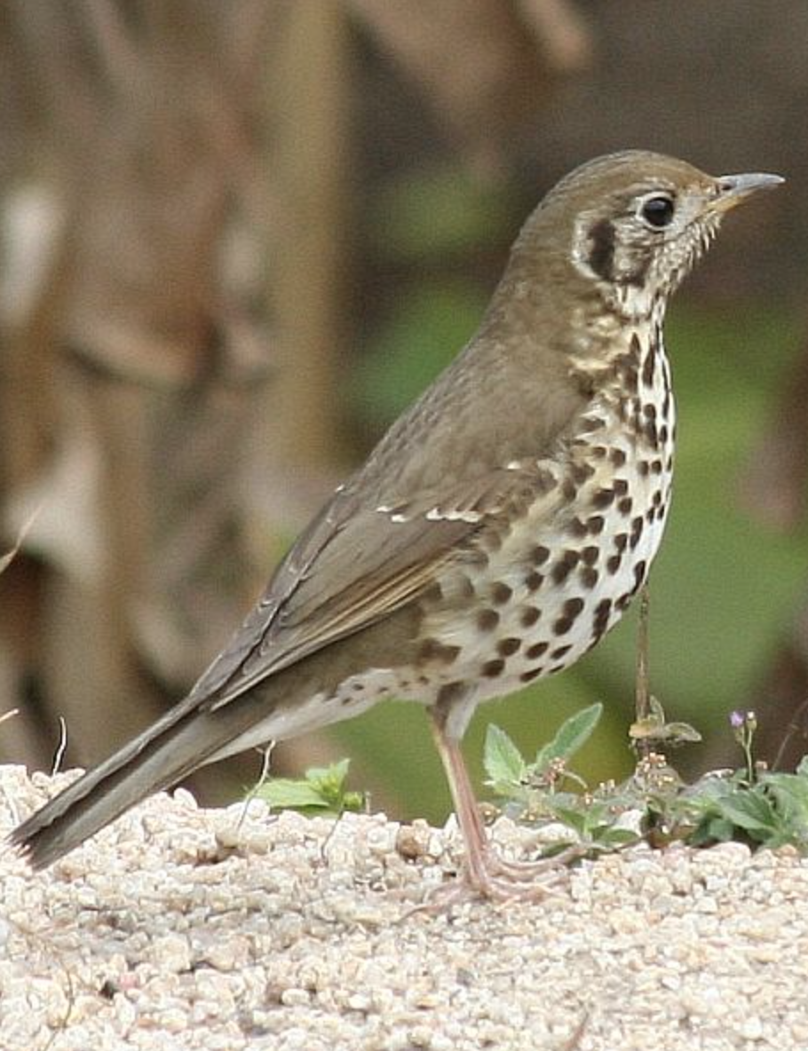  p>欧歌鸫(学名: i>turdus philomelos /i>)是鸫科,鸫属型鸟类,体长22
