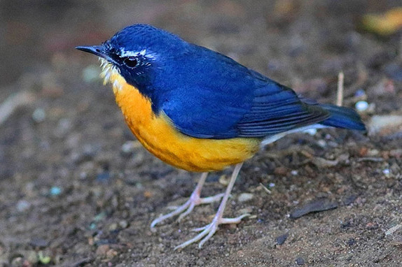 indian blue robin
