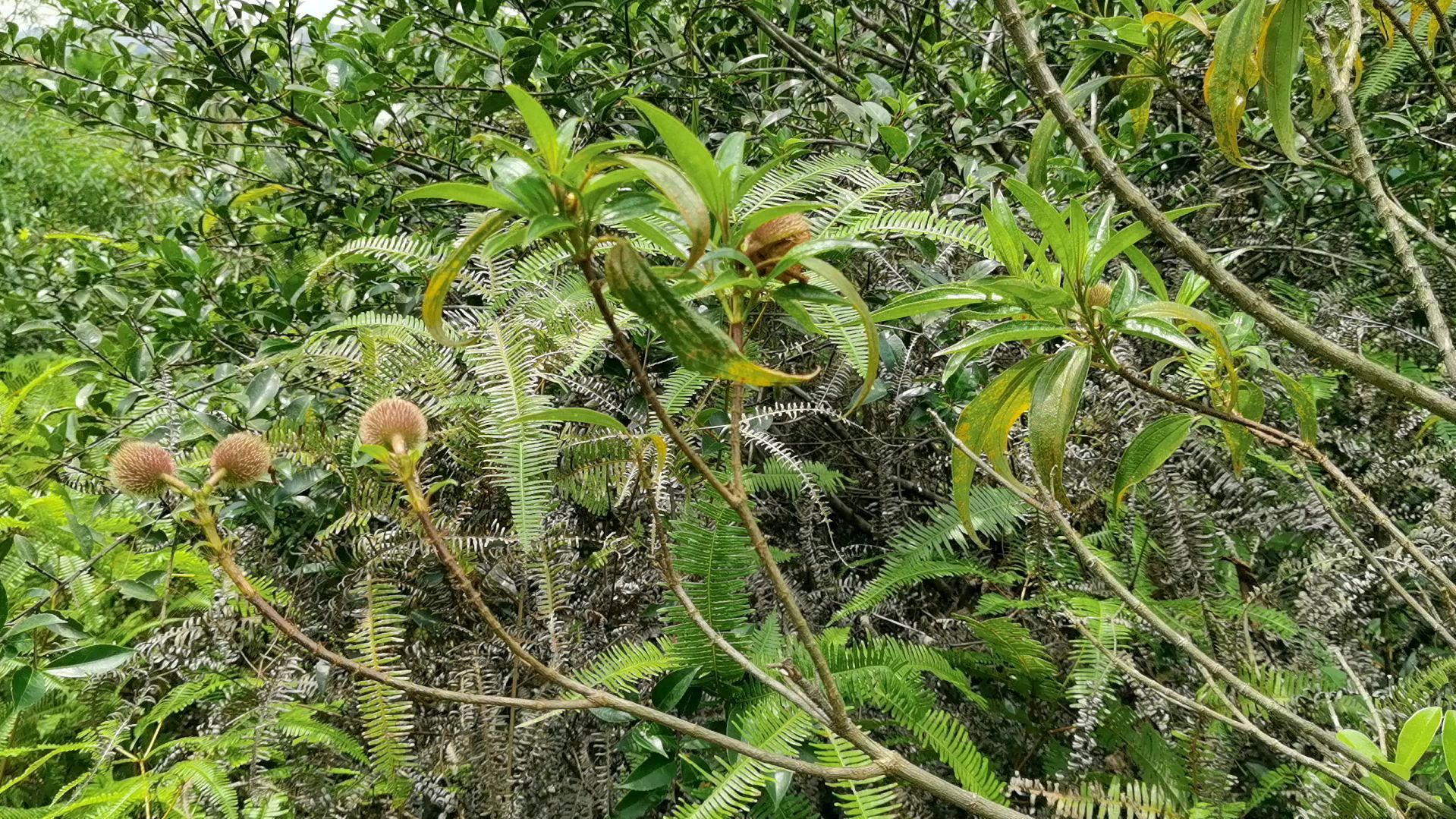 毛稔_百度百科