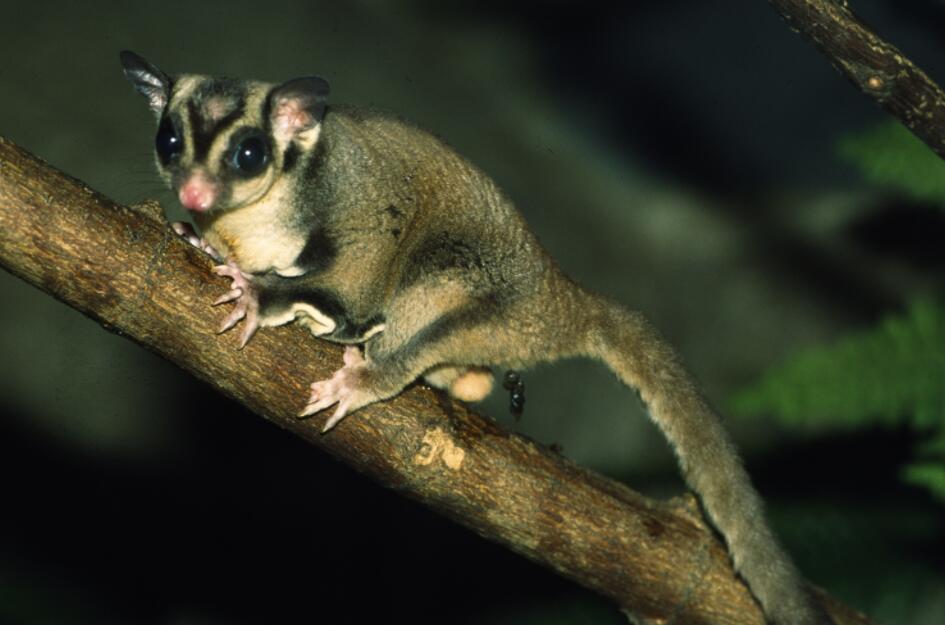  p>蜜袋鼯(学名:petaurus breviceps)是袋鼯科,袋鼯属哺乳动物.