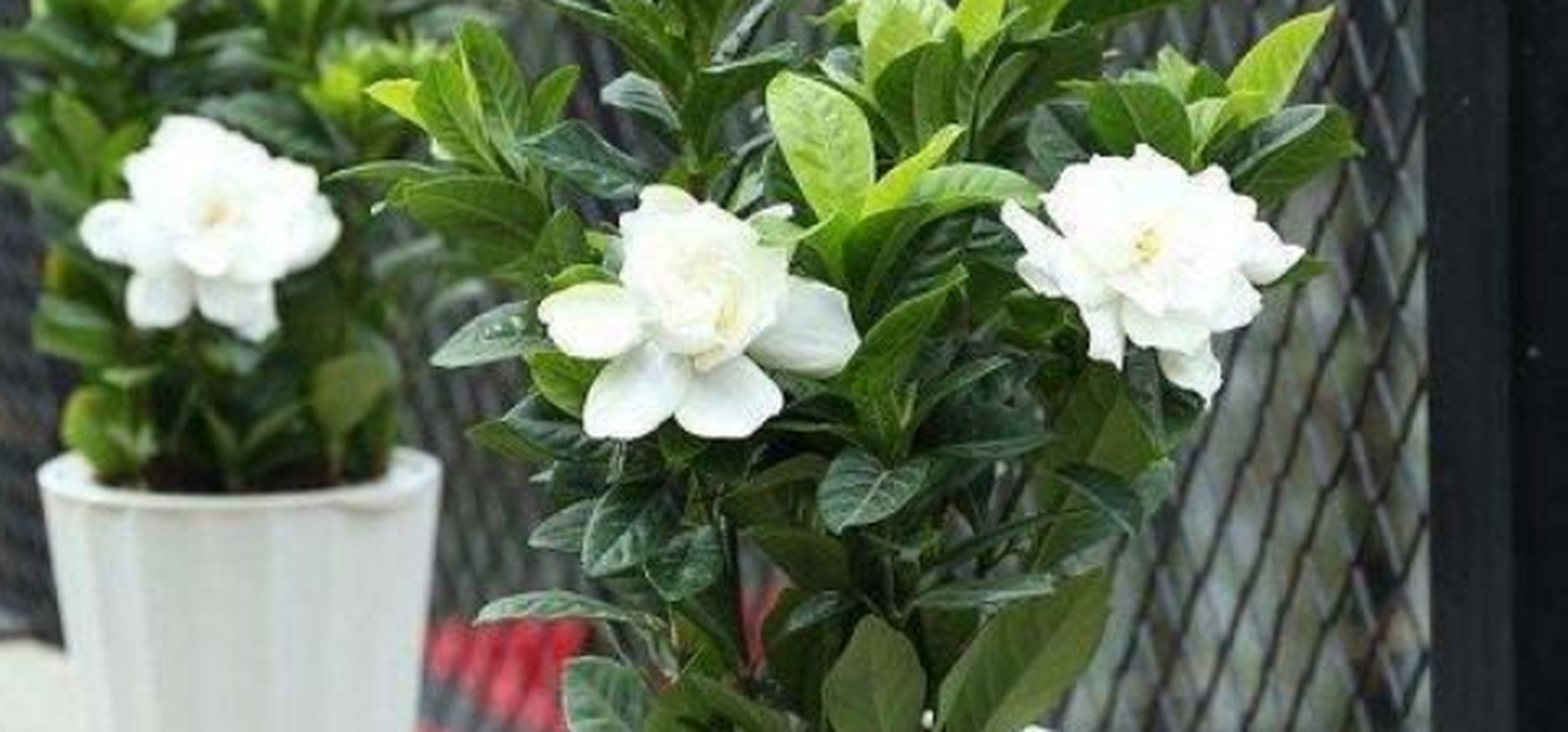 金丝茉莉