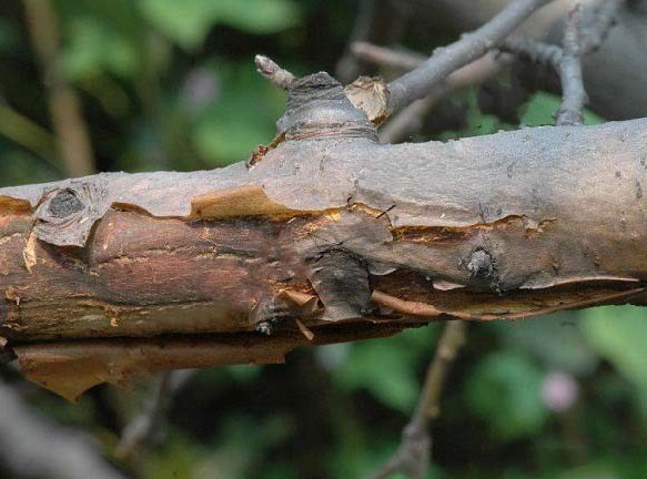  p>苹果树干腐病又称胴腐病,俗称黑膏药病,是由贝氏葡萄座腔菌和葡萄