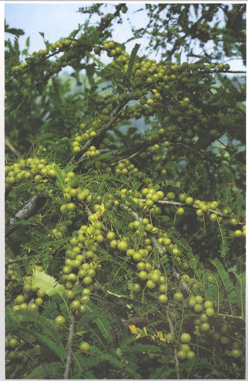  p data-id="txtlamqnzbsf">余甘子( i>phyllanthus emblica /i> l.