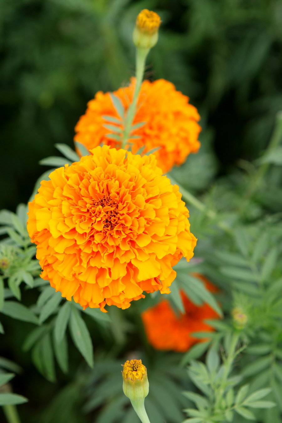  p data-id="ta3t1pzeibgn">万寿菊( i>tagetes erecta /i> l.