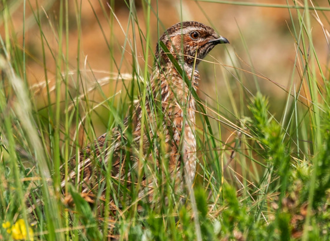  p>西鹌鹑(学名: i>coturnix coturnix /i>):是雉科,鹌鹑属的物种.
