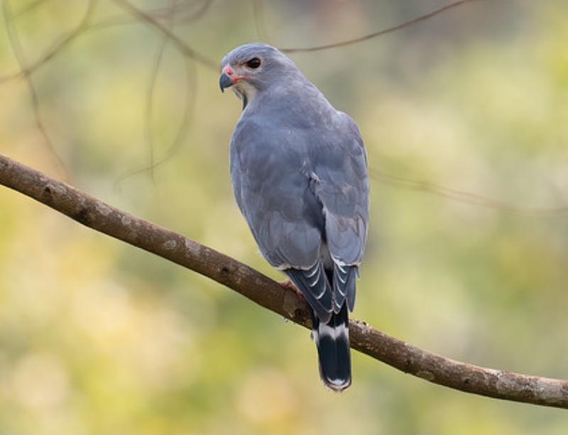  p>蜥鵟(学名: i>kaupifalco monogrammicus /i>):是鹰科,蜥鵟属的一