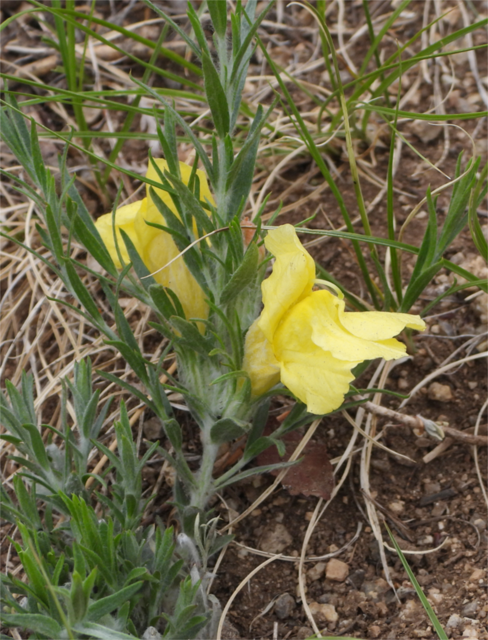 大黄花