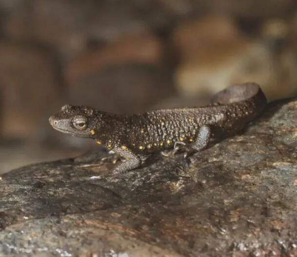 frenatus /i> dumeril and bibron,1836)为壁虎科蜥虎属的爬行动物