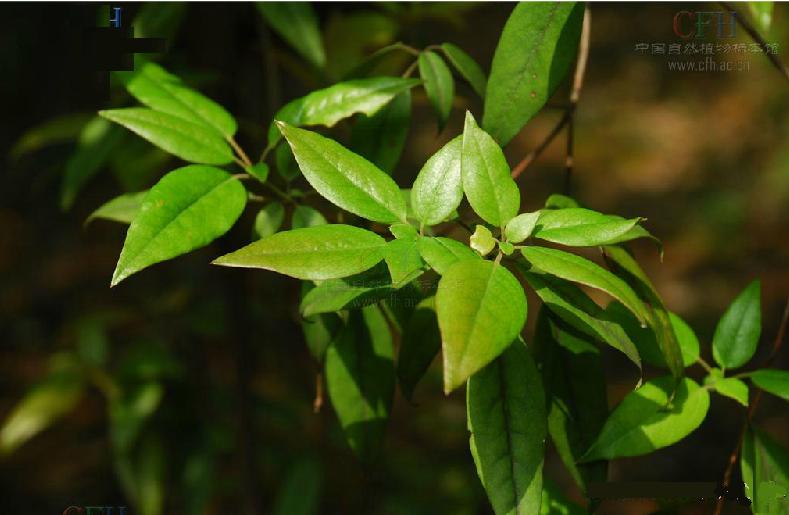  p>头巾马银花(学名: i>rhododendron mitriforme /i> tam):灌木或小