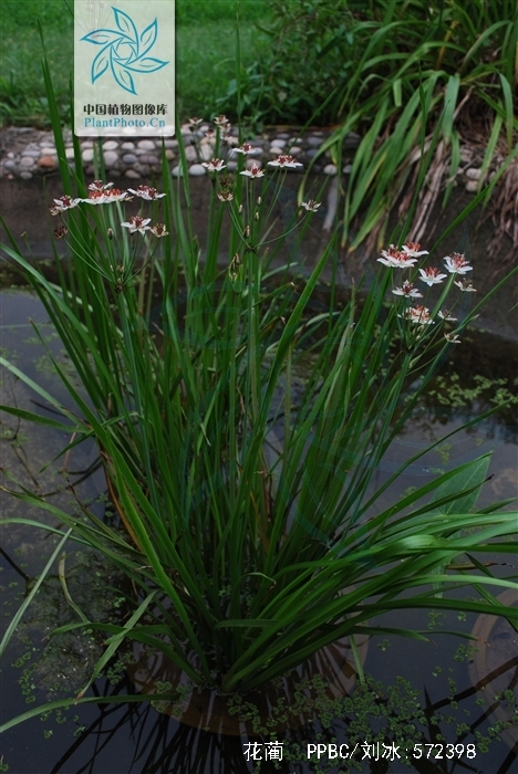  p>花蔺(学名: i>butomus umbellatus /i> linn.