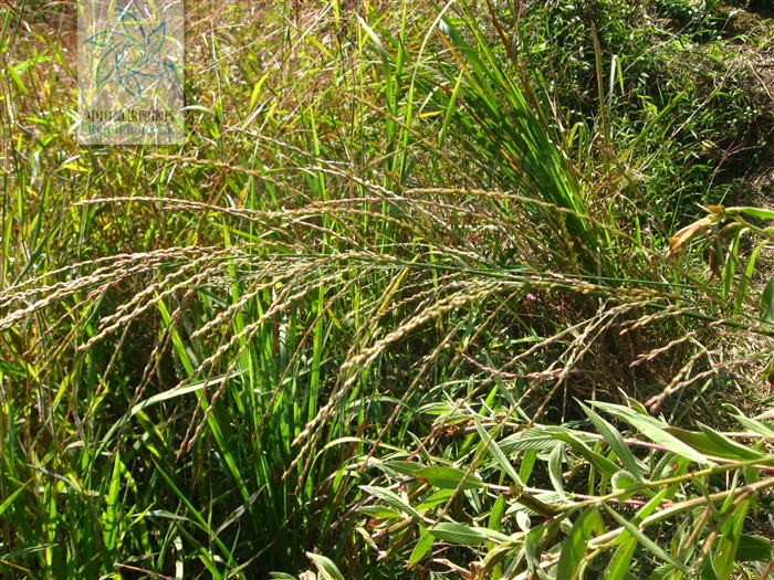  p> a href="#">毛节野古草 /a>(学名:arundinella barbinodis)是 a