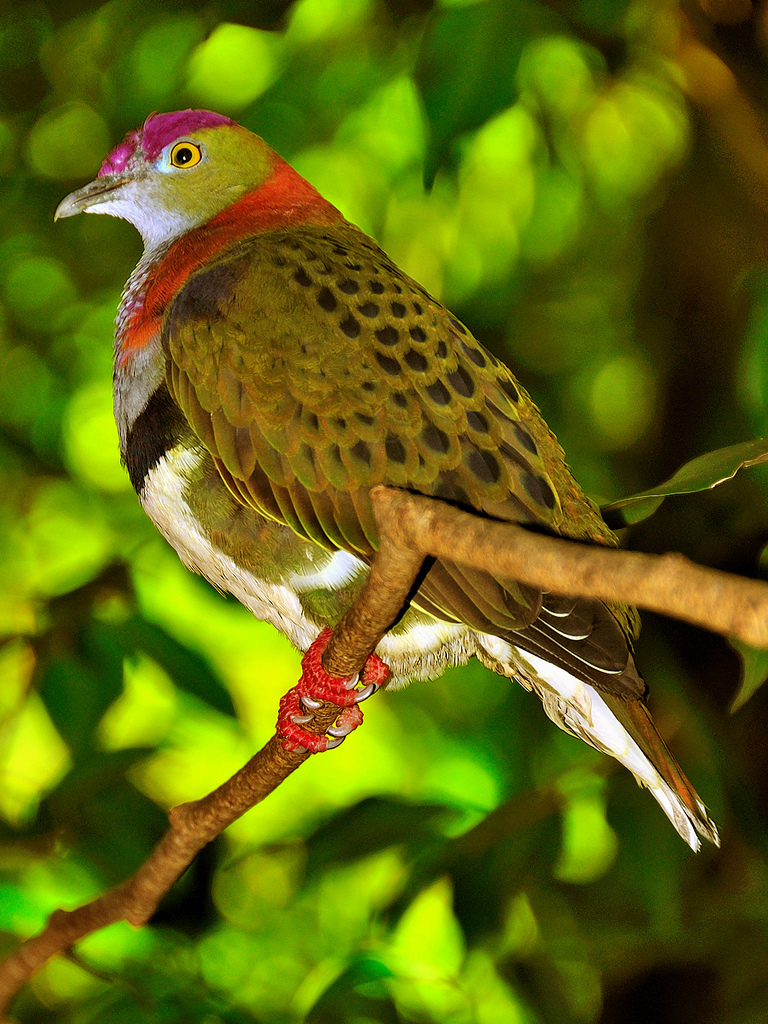  p>华丽果鸠是 a target="_blank" href="/item/鸟纲/1194548" data