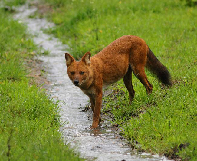  p>印度豺(学名: i>cuon alpinus dukhunensis /i>):是豺的 a href="