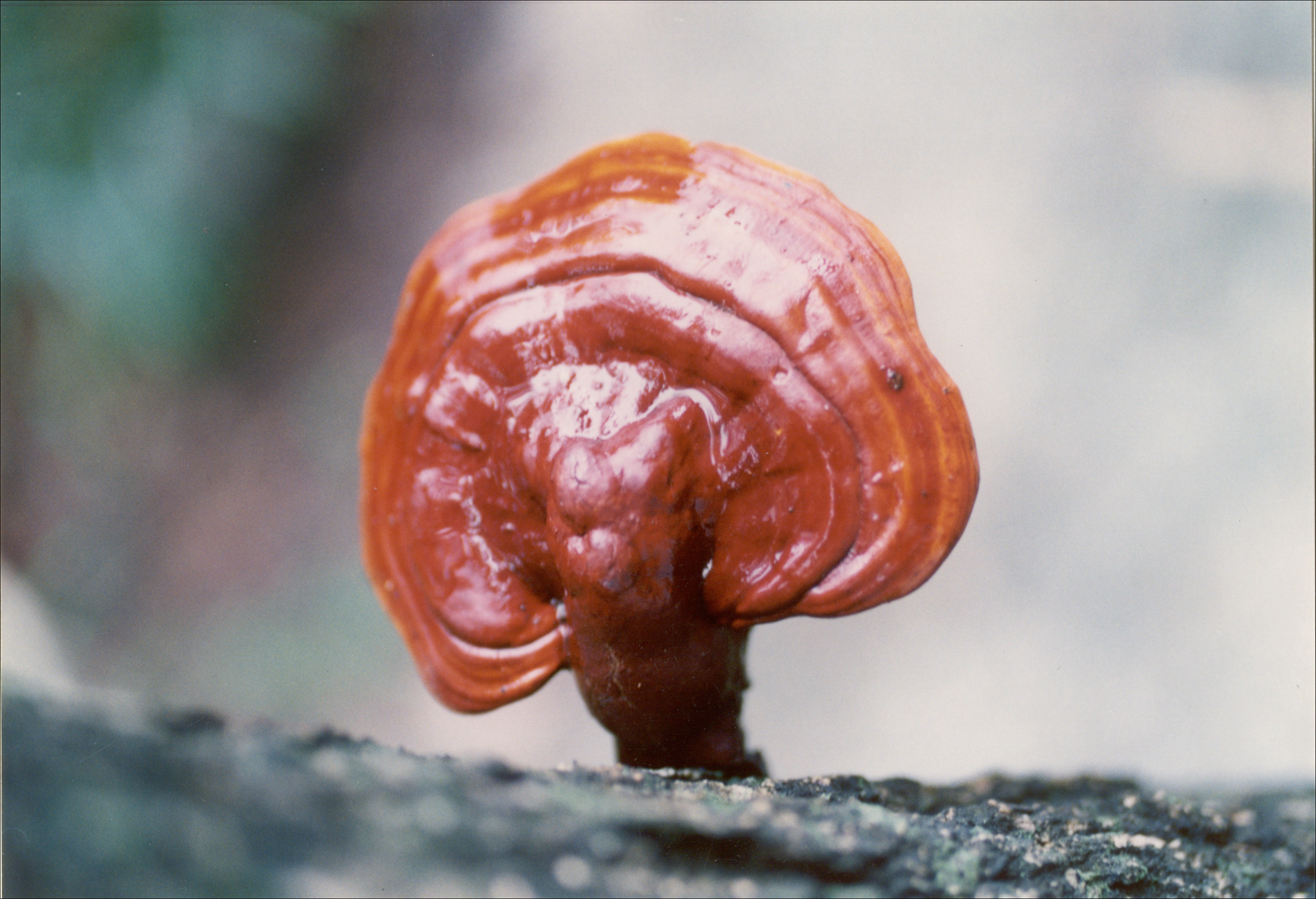 ganoderma daiqingshanense